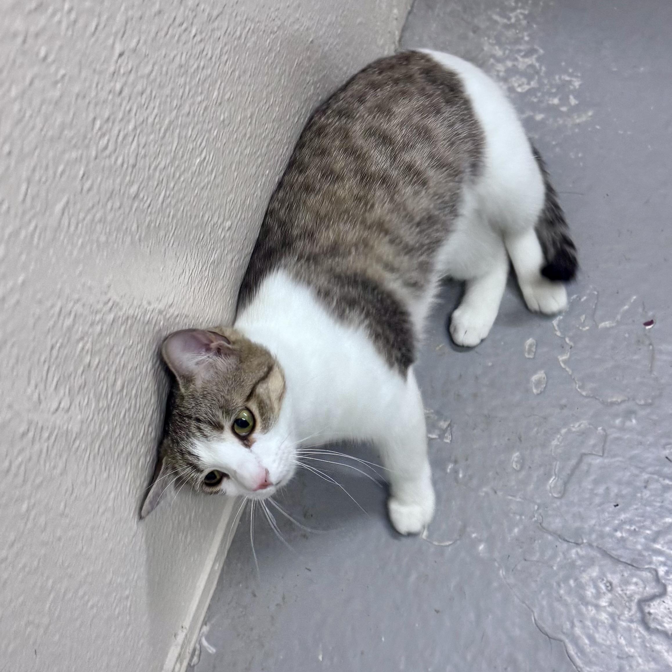 Enlarge Josie, a Adoptable Domestic Short Hair in Mississippi State, MS image 2/6