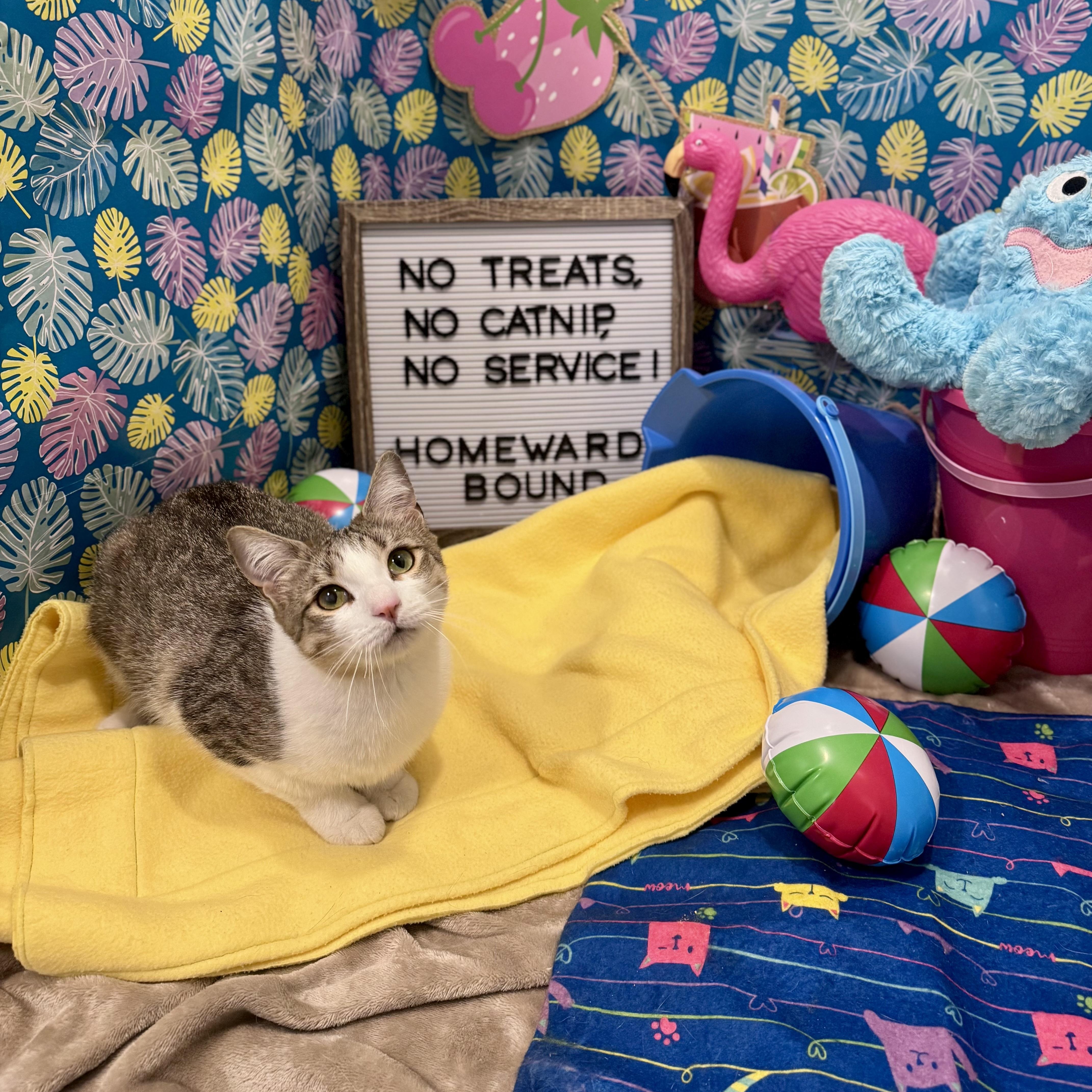 Enlarge Josie, a Adoptable Domestic Short Hair in Mississippi State, MS image 3/6