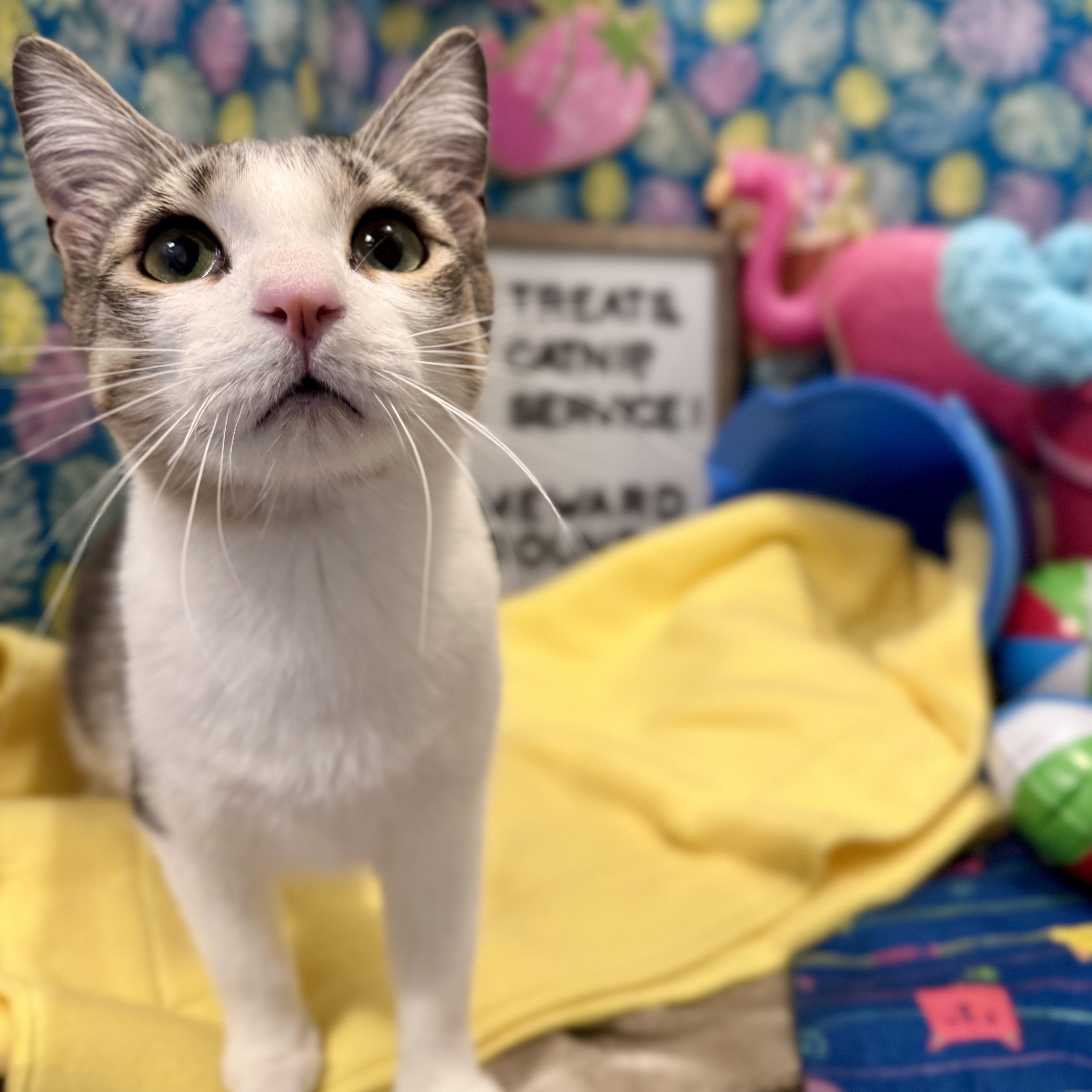 Enlarge Josie, a Adoptable Domestic Short Hair in Mississippi State, MS image 1/6