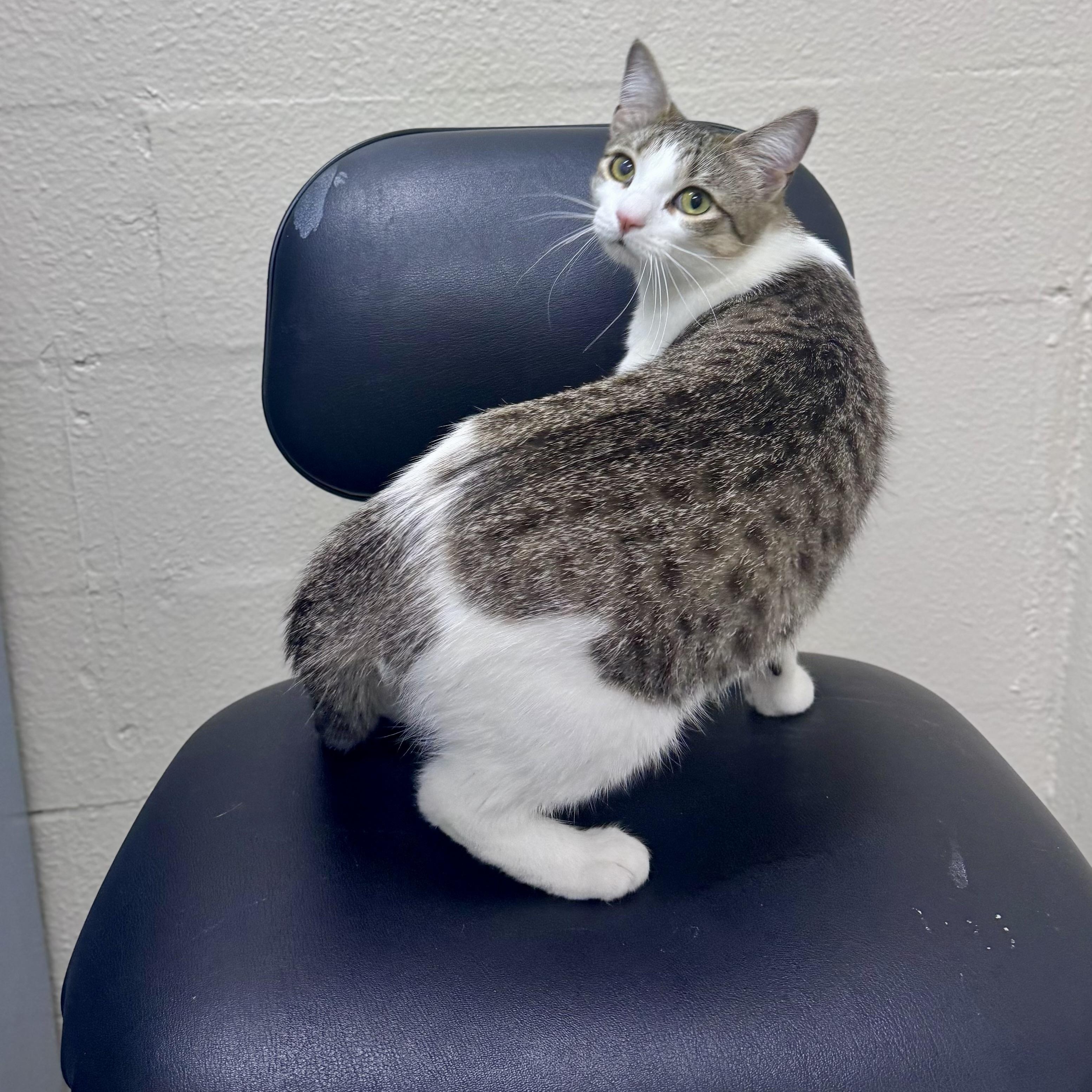 Enlarge Josie, a Adoptable Domestic Short Hair in Mississippi State, MS image 6/6