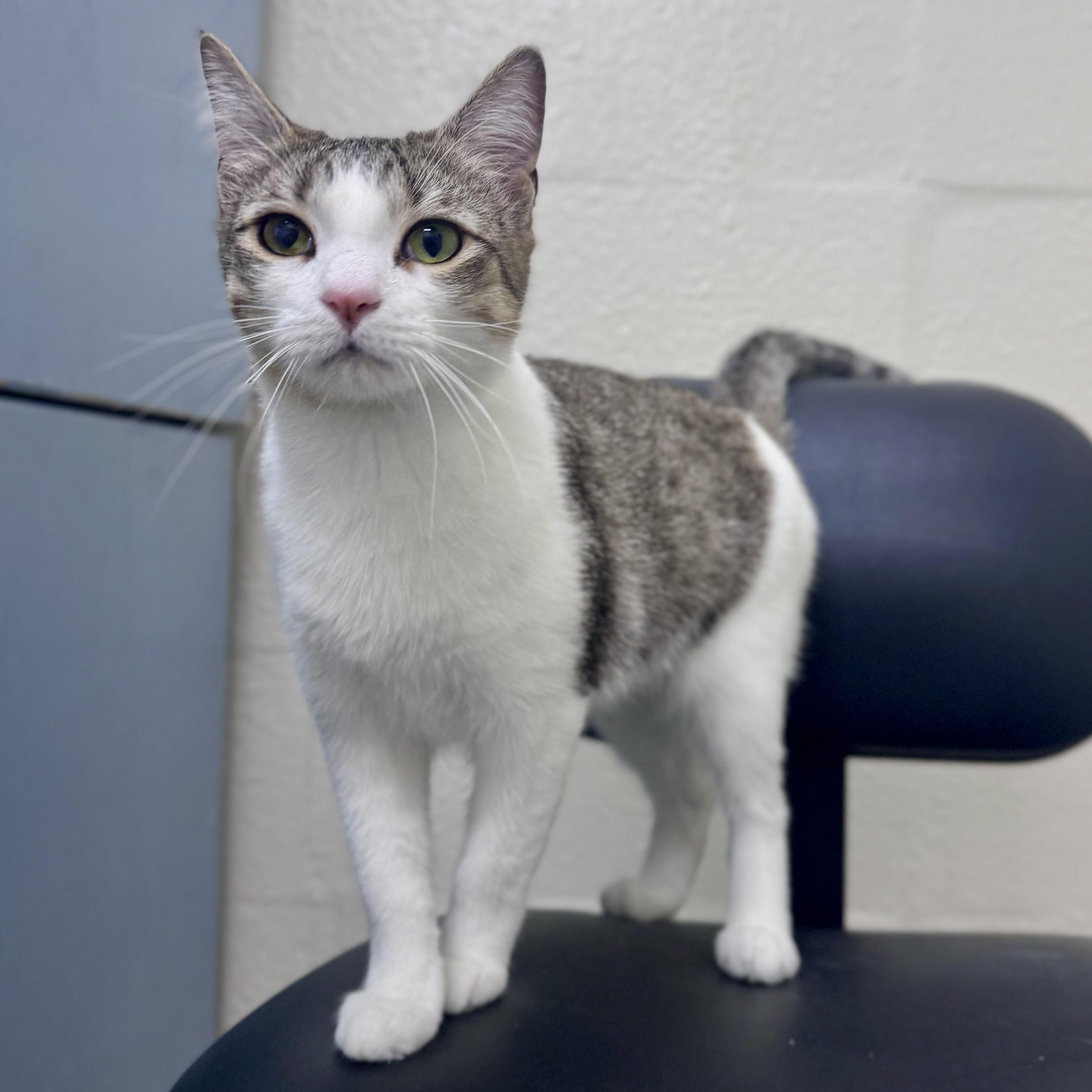 Enlarge Josie, a Adoptable Domestic Short Hair in Mississippi State, MS image 4/6