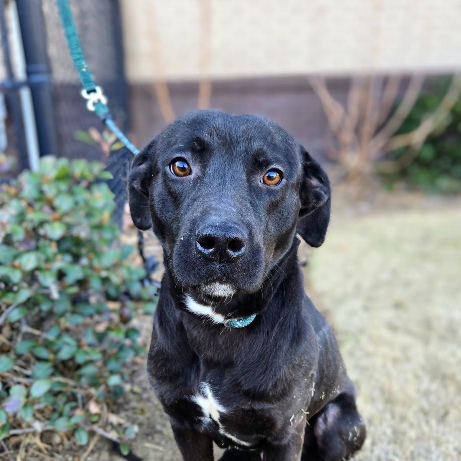 Enlarge Leo, a Adoptable mixed breed in Douglasville, GA image 1/6