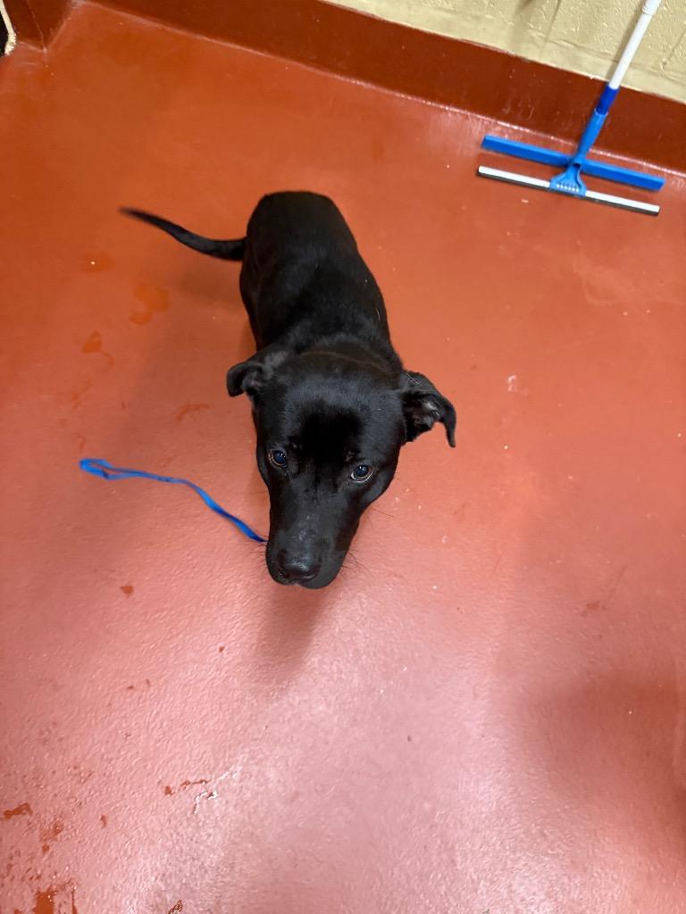 Enlarge Leo, a Adoptable mixed breed in Douglasville, GA image 2/6