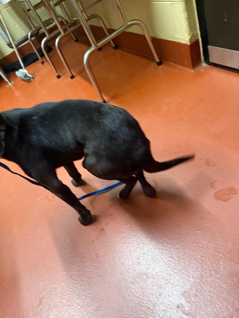 Enlarge Leo, a Adoptable mixed breed in Douglasville, GA image 3/6