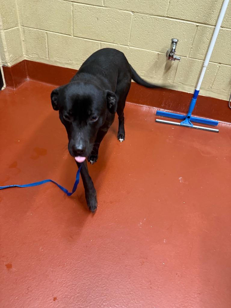 Enlarge Leo, a Adoptable mixed breed in Douglasville, GA image 4/6