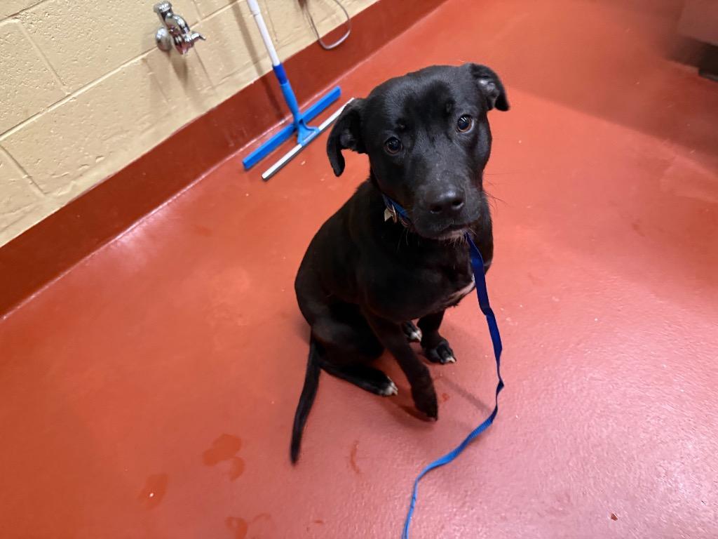 Enlarge Leo, a Adoptable mixed breed in Douglasville, GA image 5/6