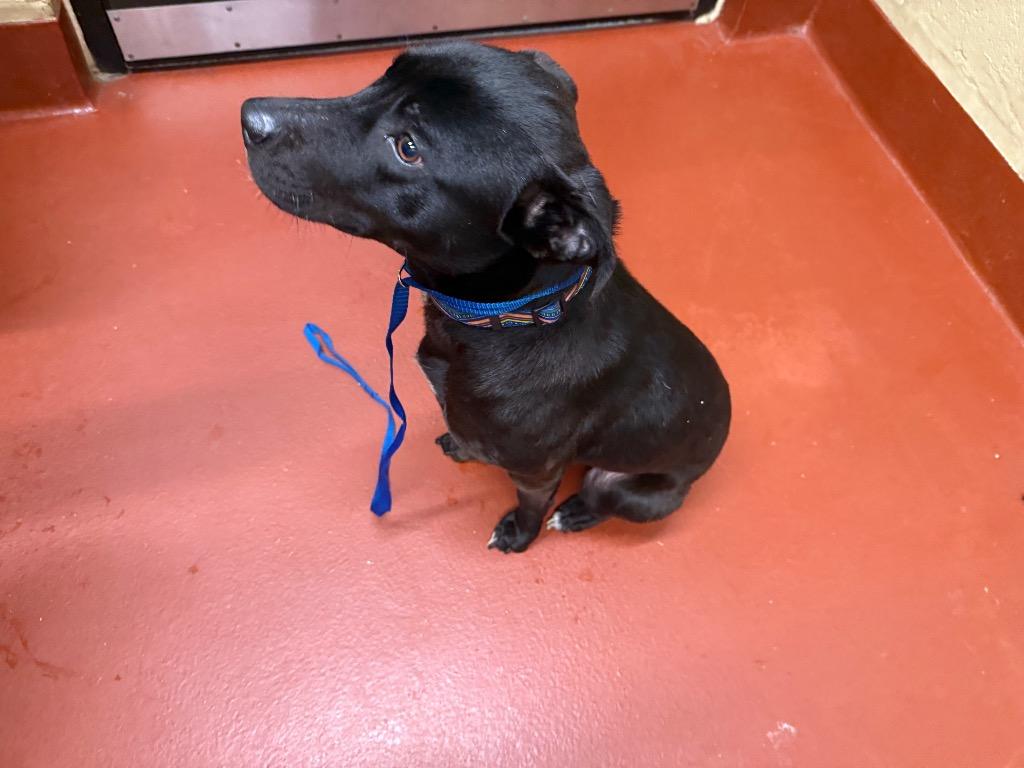 Enlarge Leo, a Adoptable mixed breed in Douglasville, GA image 6/6