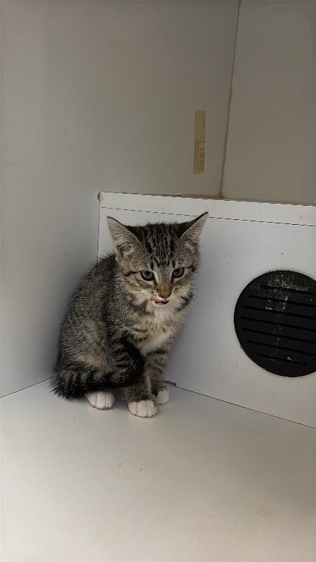 Blanche, Adoptable, Young Female Domestic Short Hair & Domestic Short Hair.