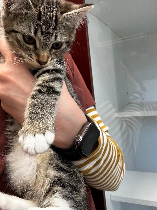 Enlarge Blanche, a Adoptable Domestic Short Hair in Haines, AK image 1/2