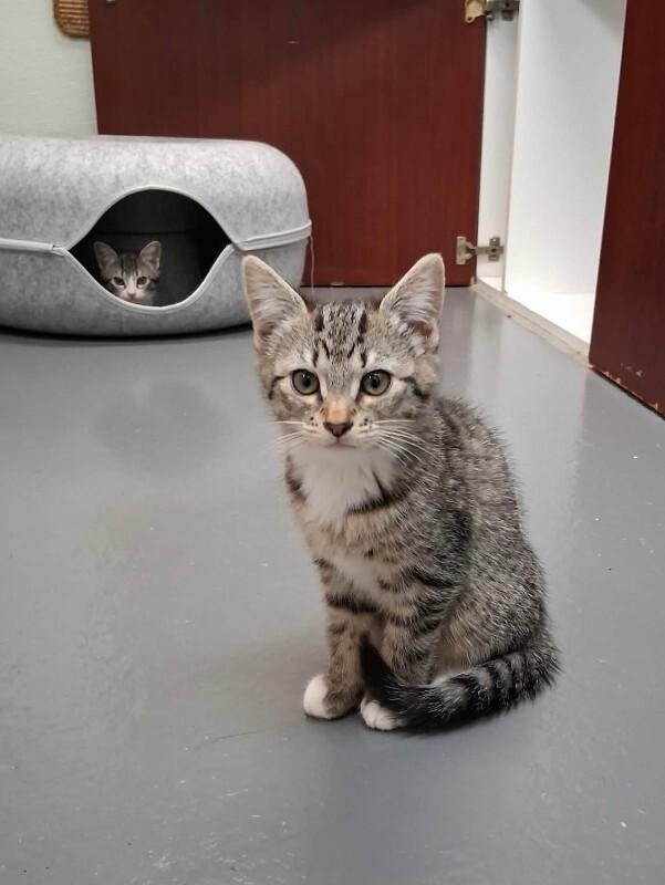 Enlarge Blanche, a Adoptable Domestic Short Hair in Haines, AK image 2/2