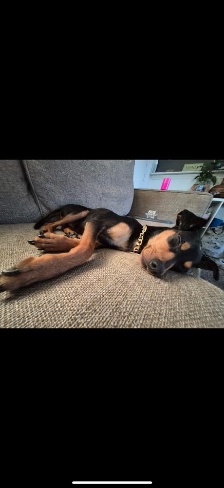 Doodle, a Adoptable mixed breed in ventura, CA image 1/2