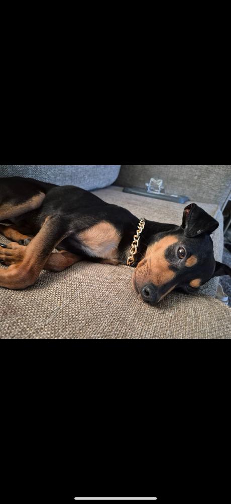 Doodle, a Adoptable mixed breed in ventura, CA image 2/2