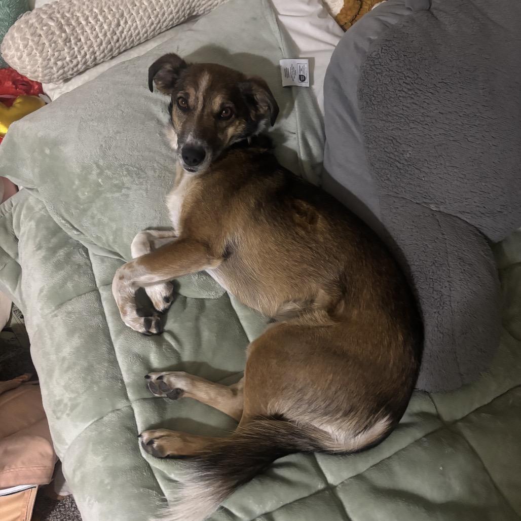 Roxy - In Foster!, Adoptable, Adult Female Collie & Beagle.