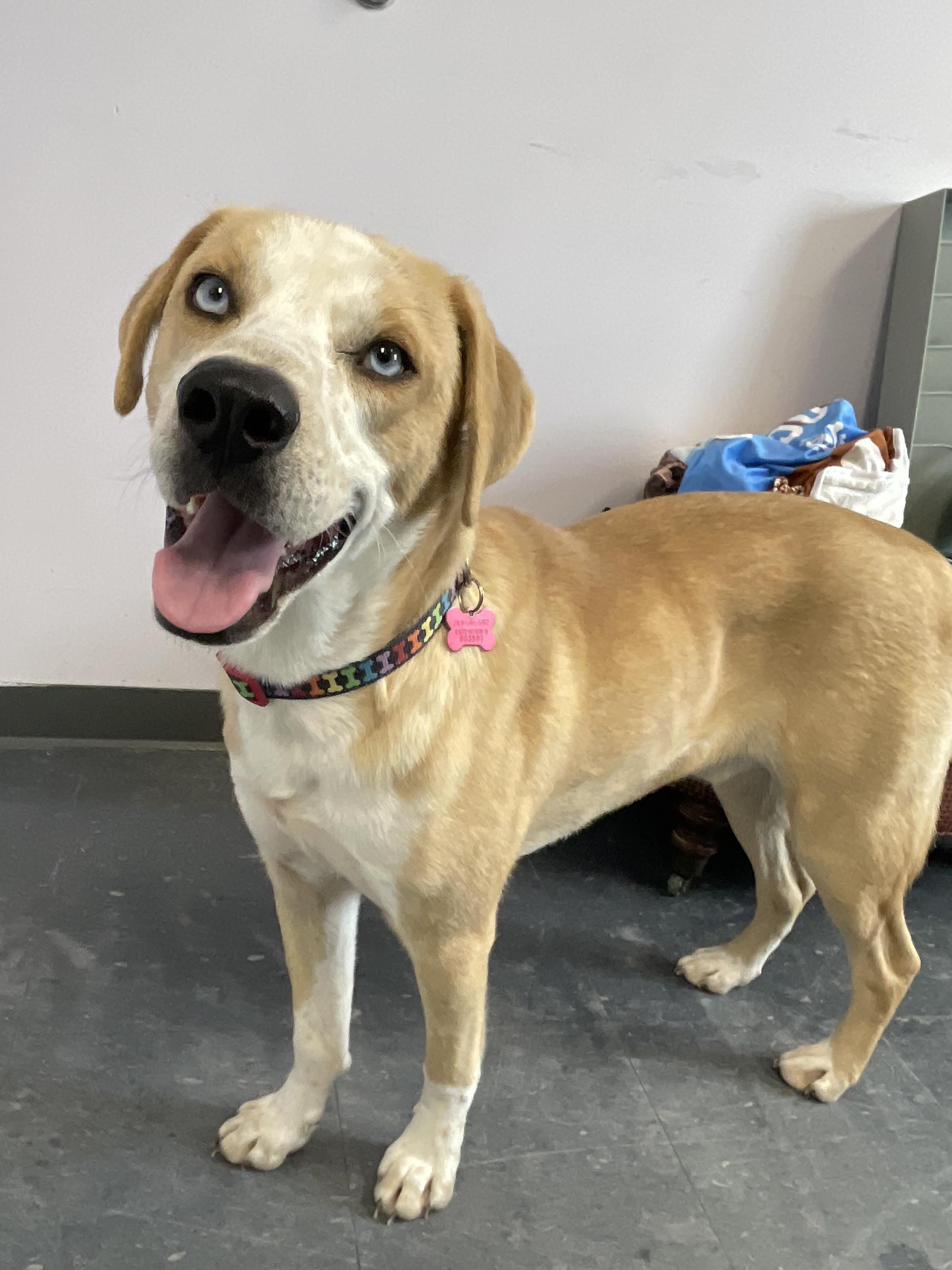 Enlarge Fortune*, a ADOPTABLE mixed breed in Allegan, MI image 2/6