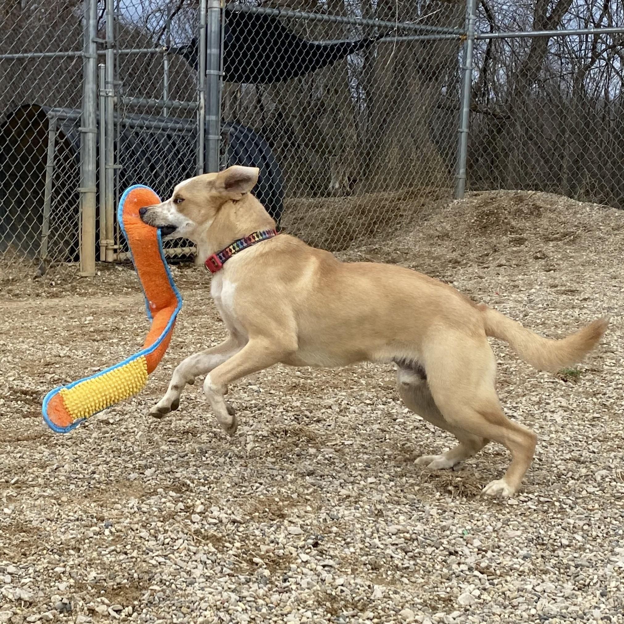 Enlarge Fortune*, a ADOPTABLE mixed breed in Allegan, MI image 6/6