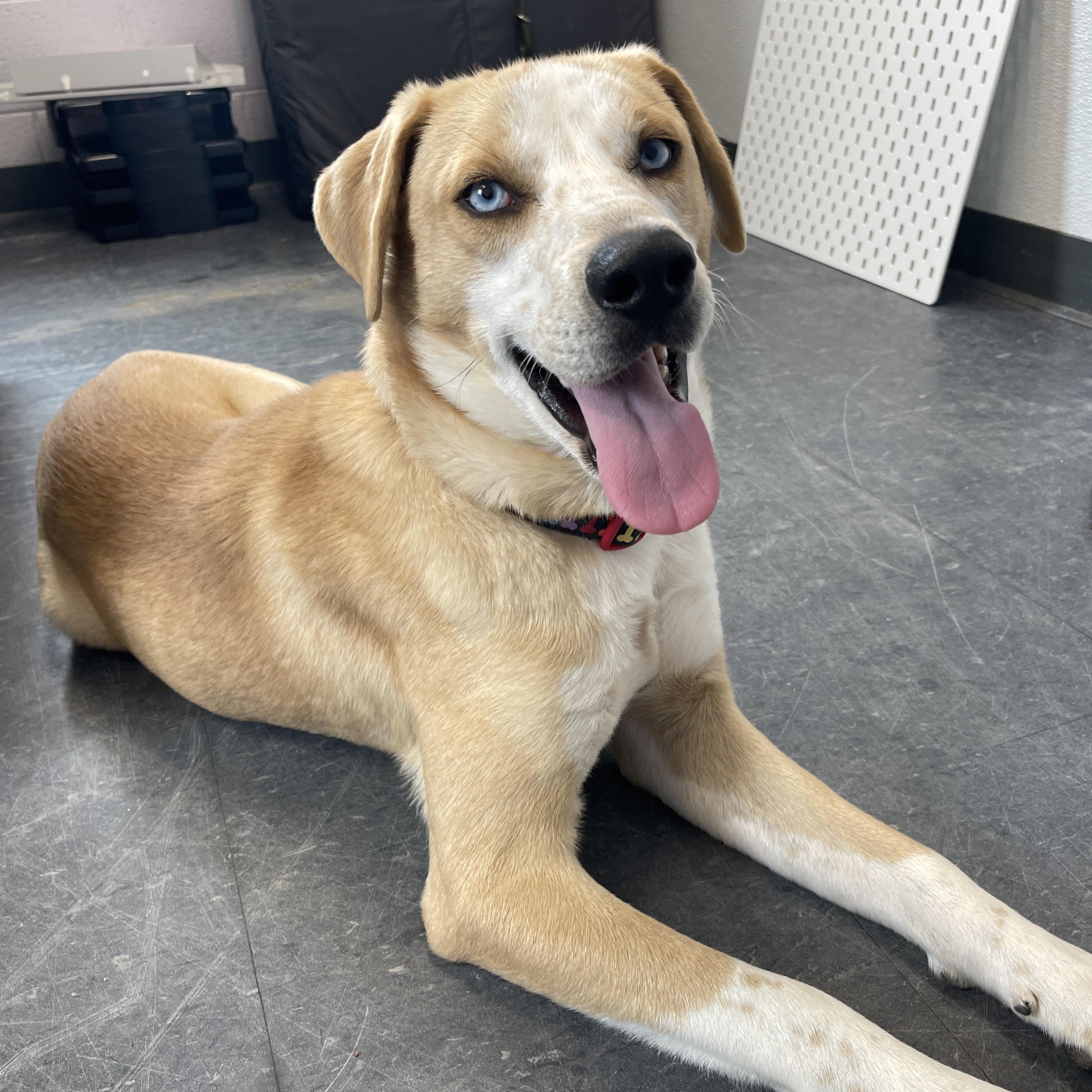 Enlarge Fortune*, a ADOPTABLE mixed breed in Allegan, MI image 3/6