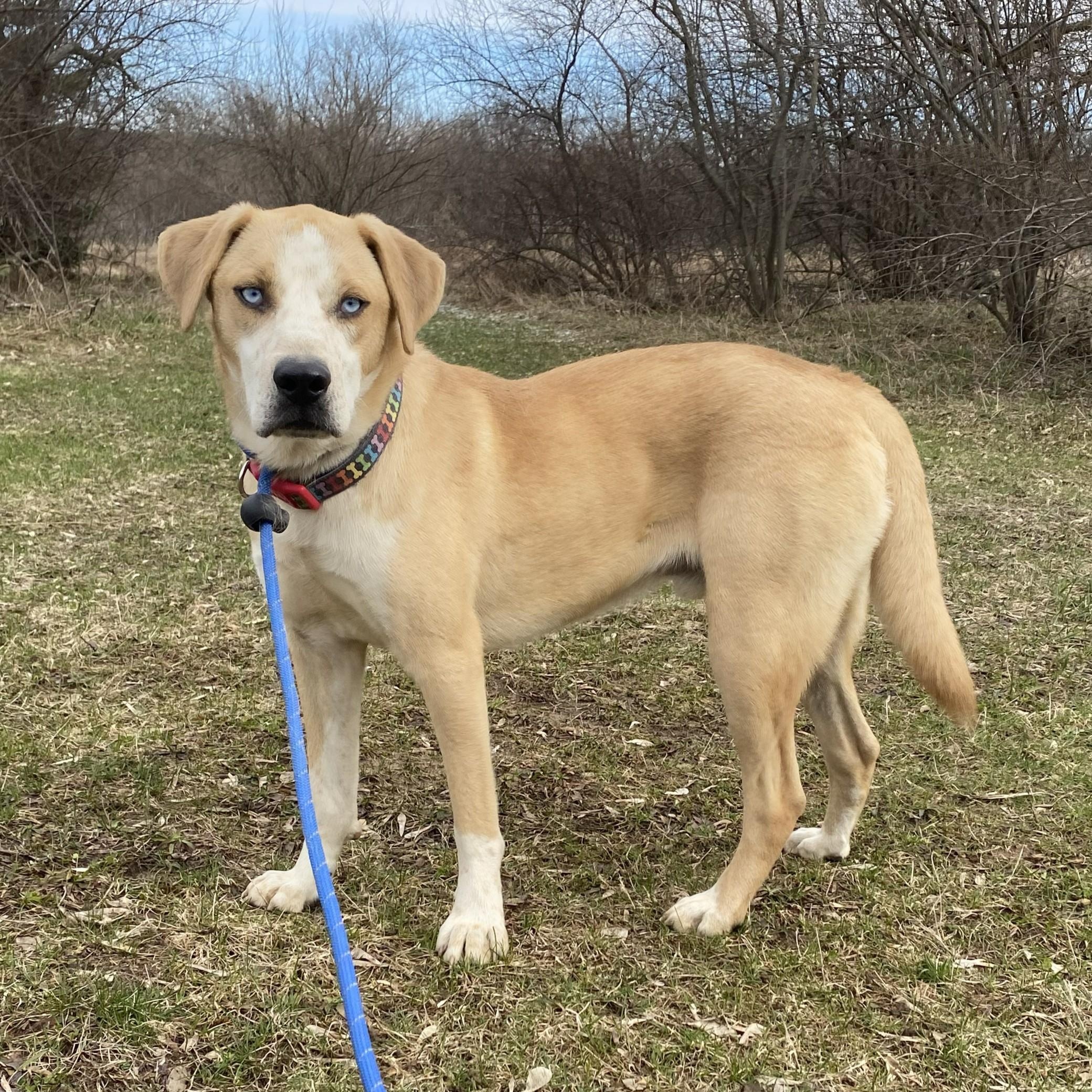 Enlarge Fortune*, a ADOPTABLE mixed breed in Allegan, MI image 1/6