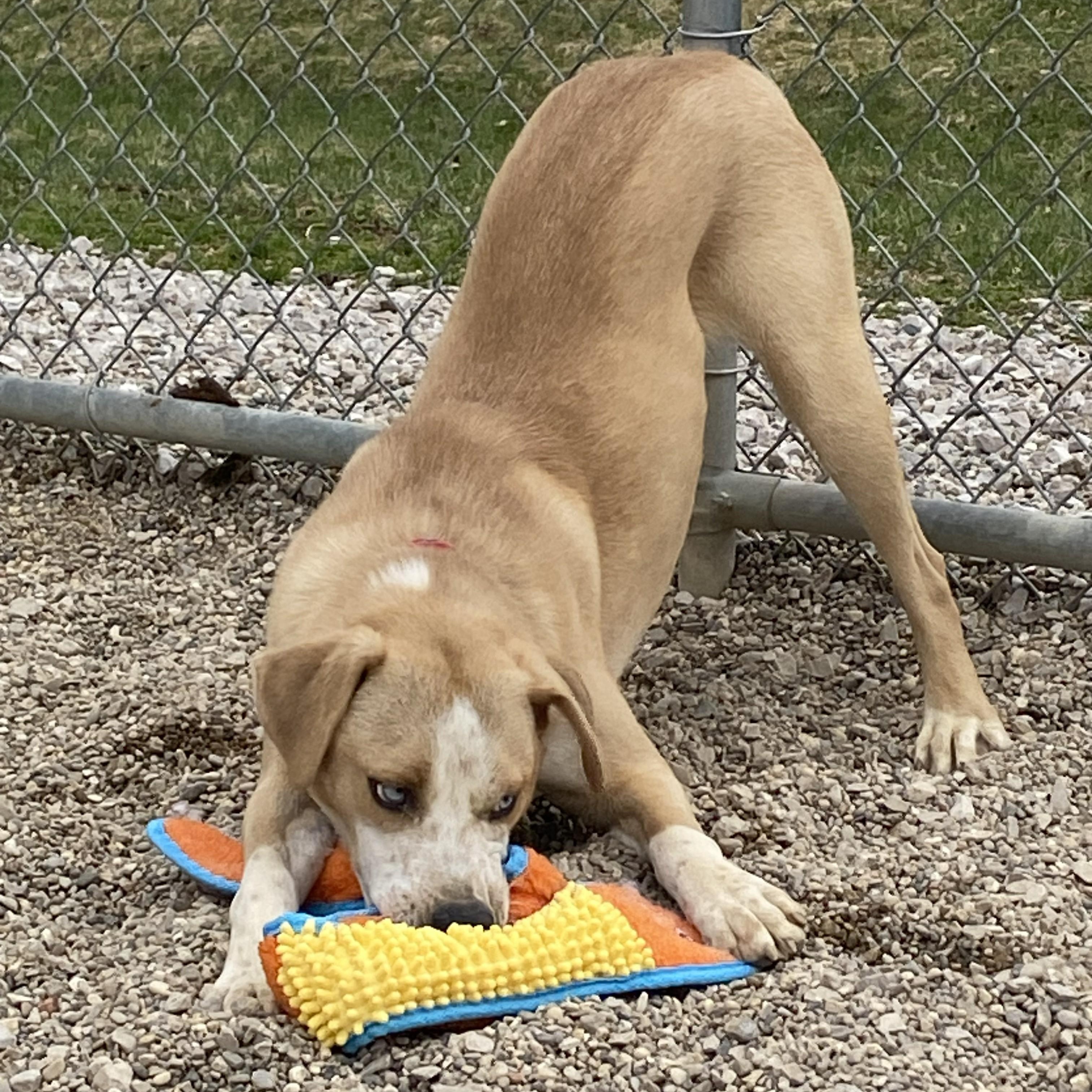 Enlarge Fortune*, a ADOPTABLE mixed breed in Allegan, MI image 4/6