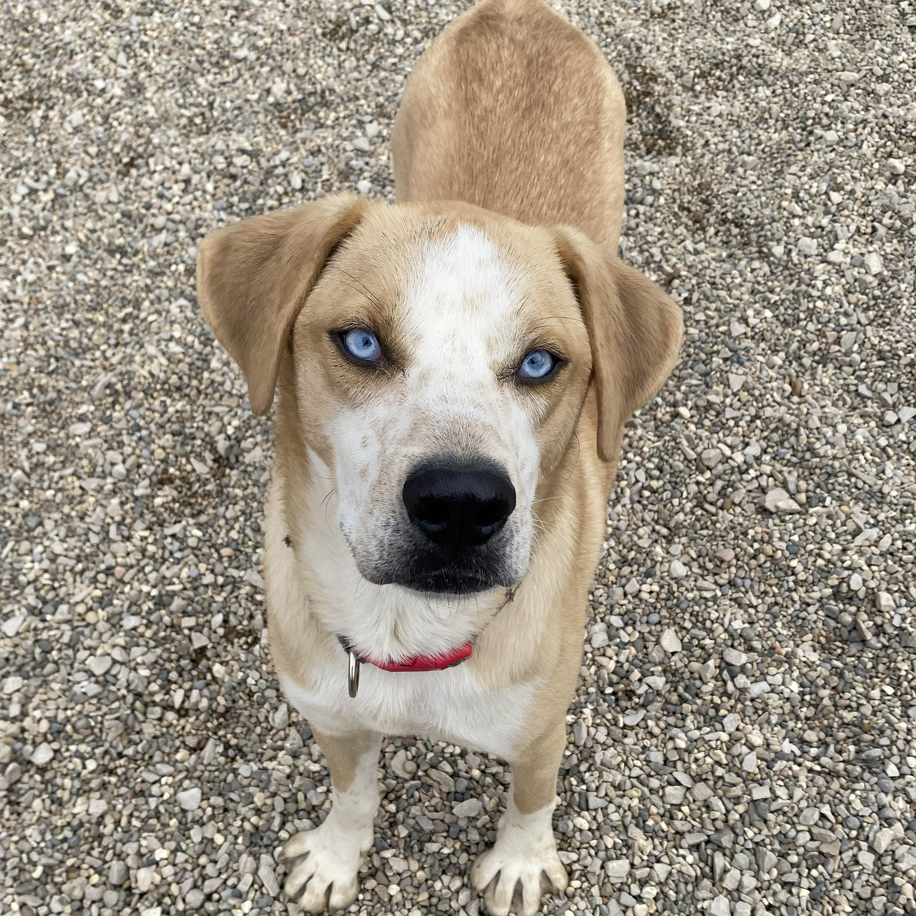 Enlarge Fortune*, a ADOPTABLE mixed breed in Allegan, MI image 5/6
