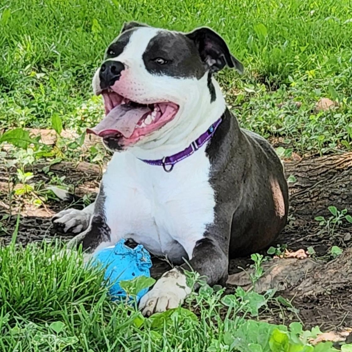 Titan, an adoptable mixed breed in Kansas City, MO image 3/5