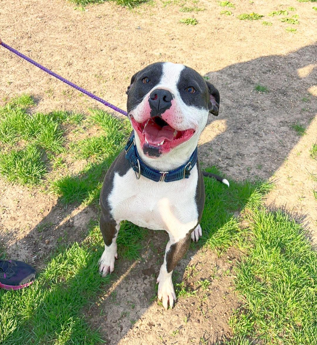 Enlarge Titan, an adoptable mixed breed in Kansas City, MO image 1/5