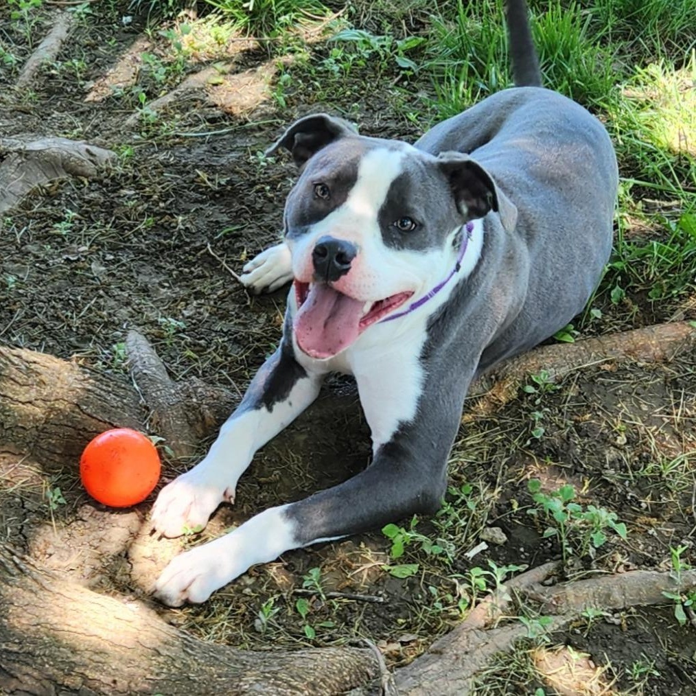 Titan, an adoptable mixed breed in Kansas City, MO image 2/5