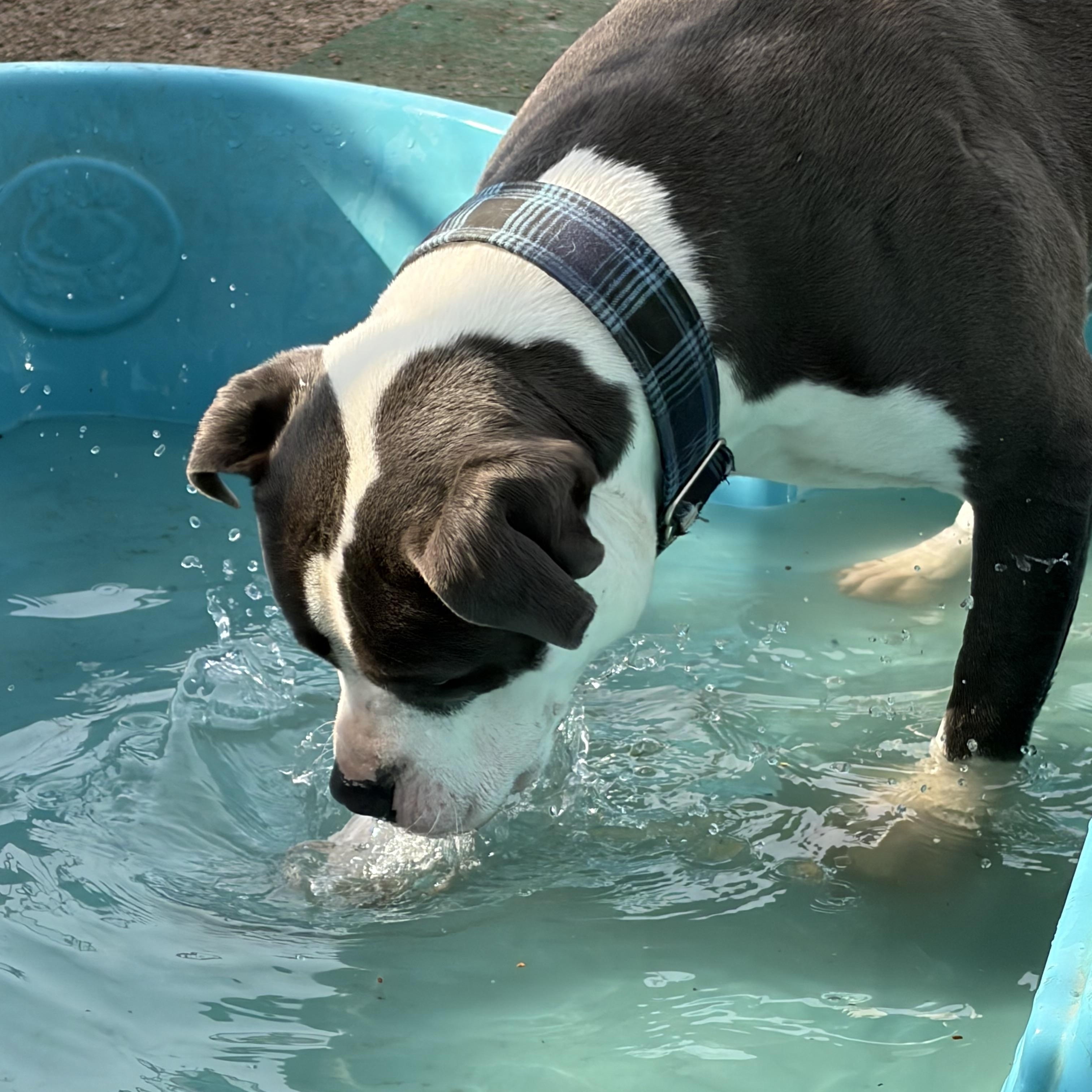 Enlarge Titan, an adoptable mixed breed in Kansas City, MO image 5/5
