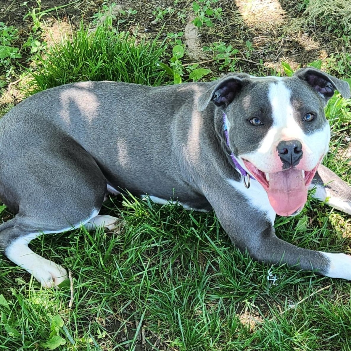 Titan, an adoptable mixed breed in Kansas City, MO image 1/5