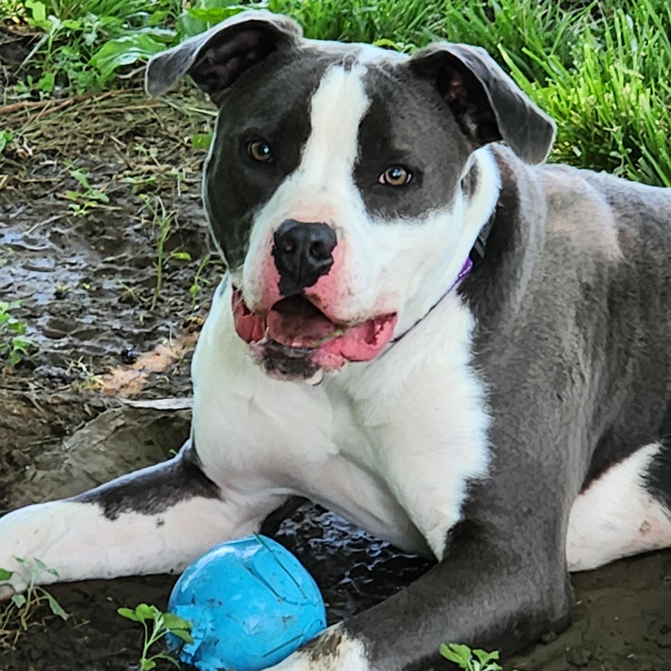 Titan, an adoptable mixed breed in Kansas City, MO image 4/5