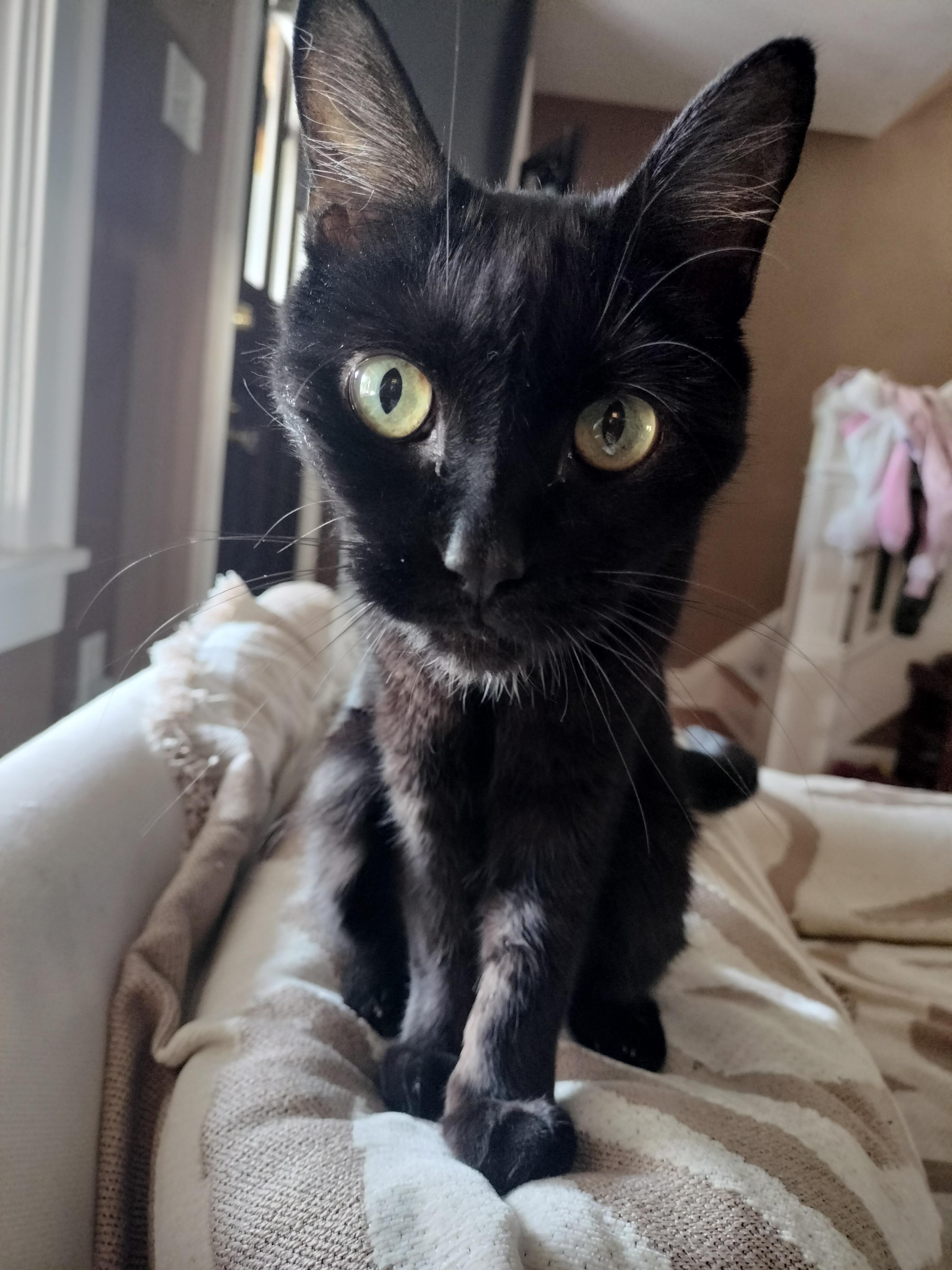 Lola, a Adoptable mixed breed in Pittsburgh, PA image 2/6