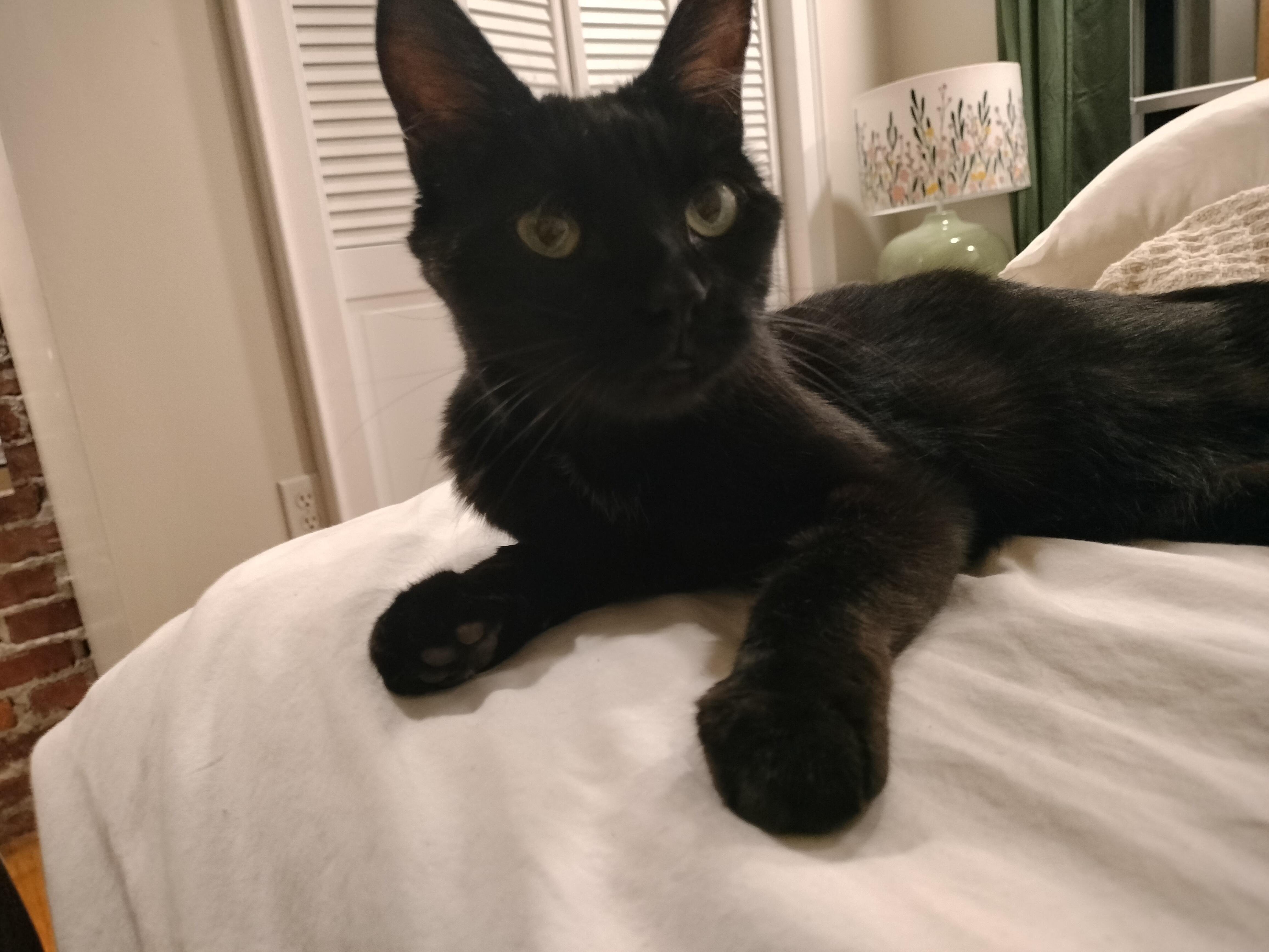 Lola, a Adoptable mixed breed in Pittsburgh, PA image 6/6