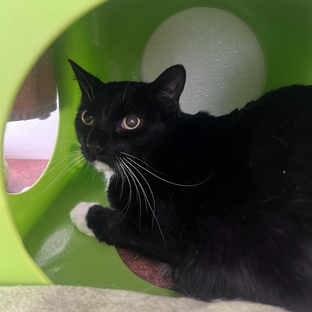 Enlarge Mr. Sparkles, a Adoptable Domestic Short Hair in Glenwood Springs, CO image 1/1