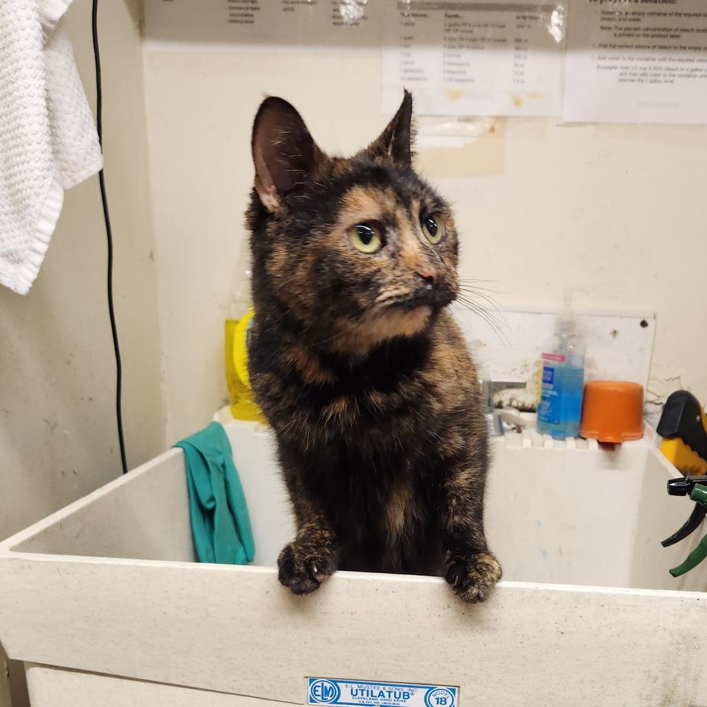 Gumdrop, Adoptable, Adult Female Domestic Short Hair.