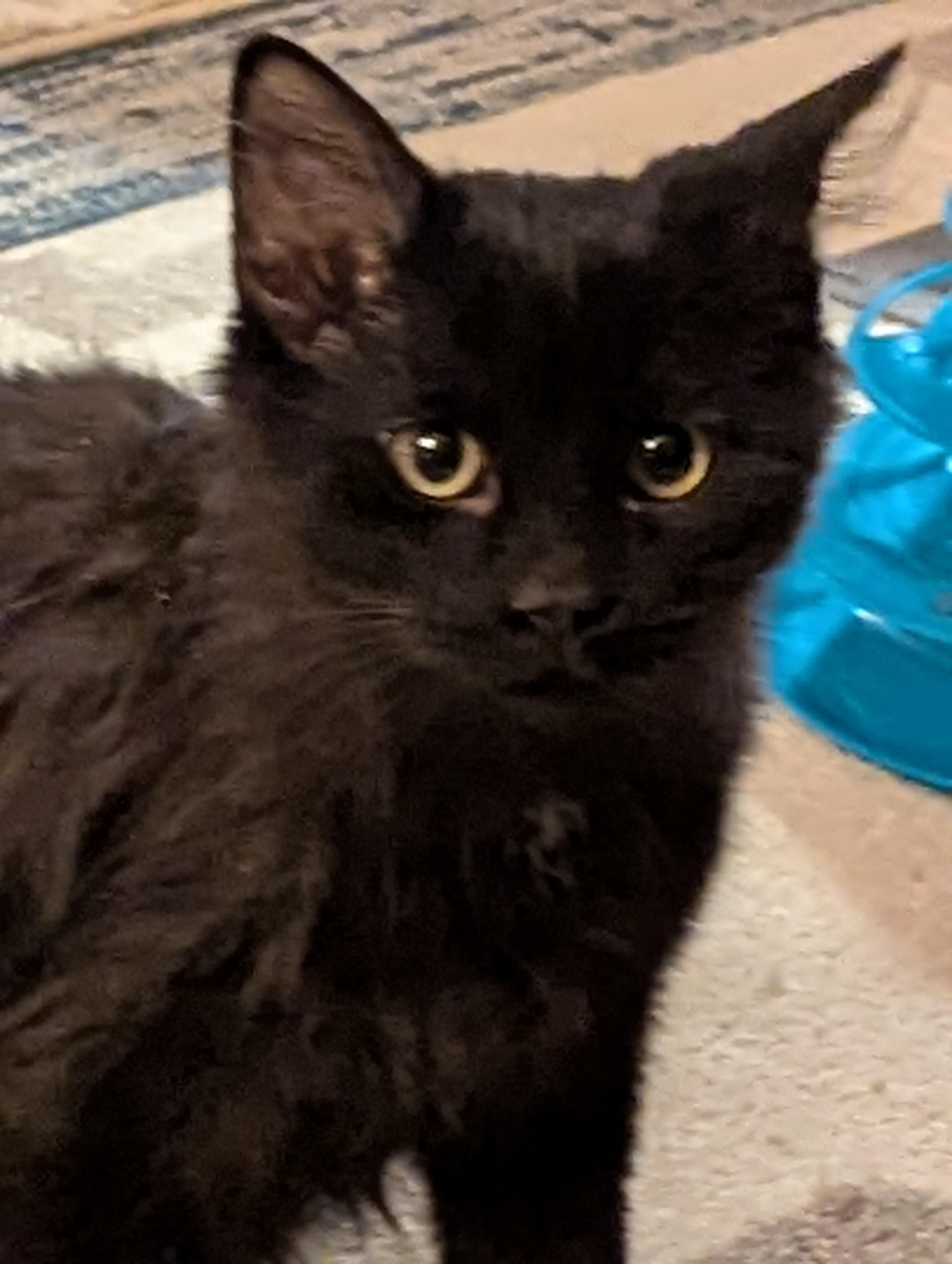 Enlarge Onyx, a ADOPTABLE Maine Coon in Medford, WI image 1/1