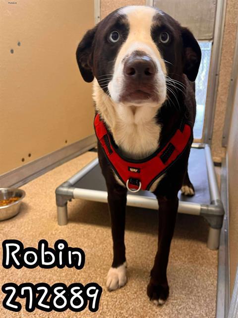 ROBIN, Adoptable, Adult Female Labrador Retriever & Mixed Breed.