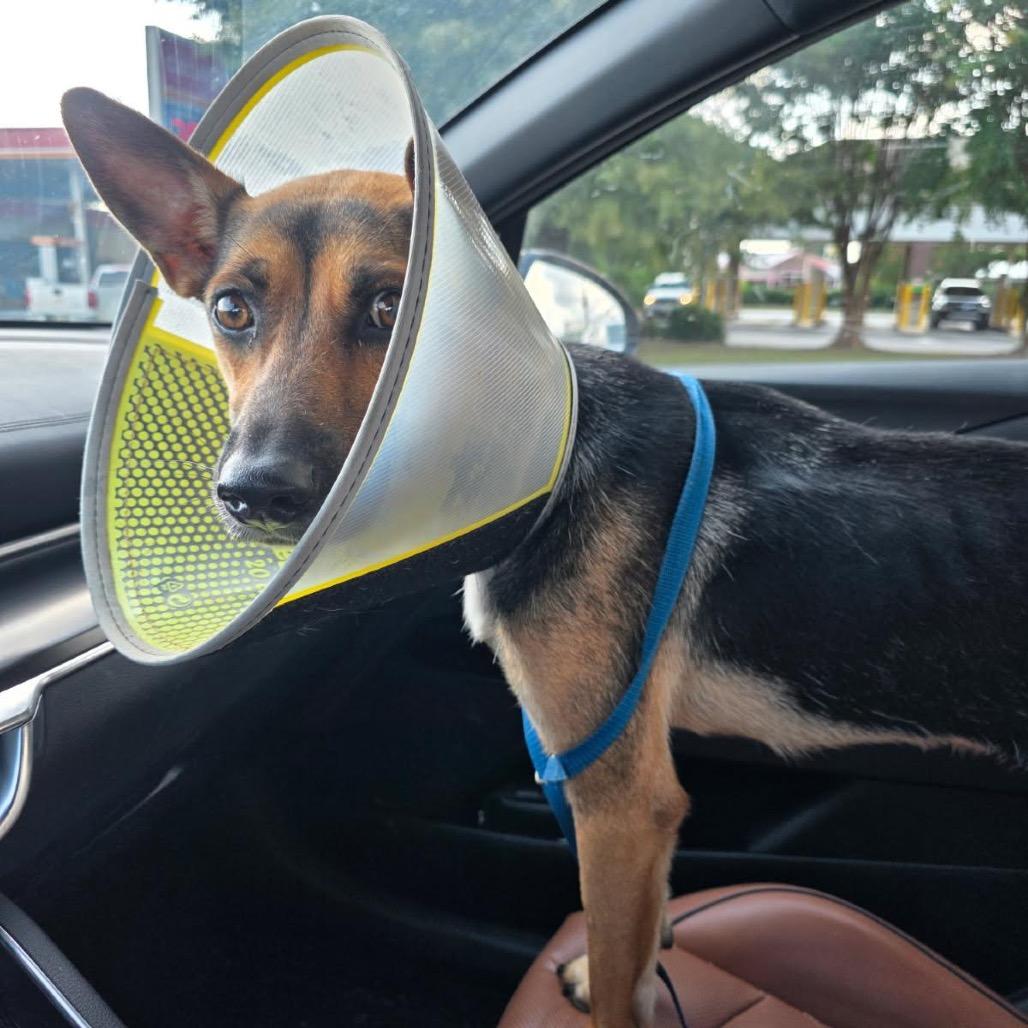 Enlarge Gloria, a Adoptable mixed breed in Brownsboro, AL image 1/4