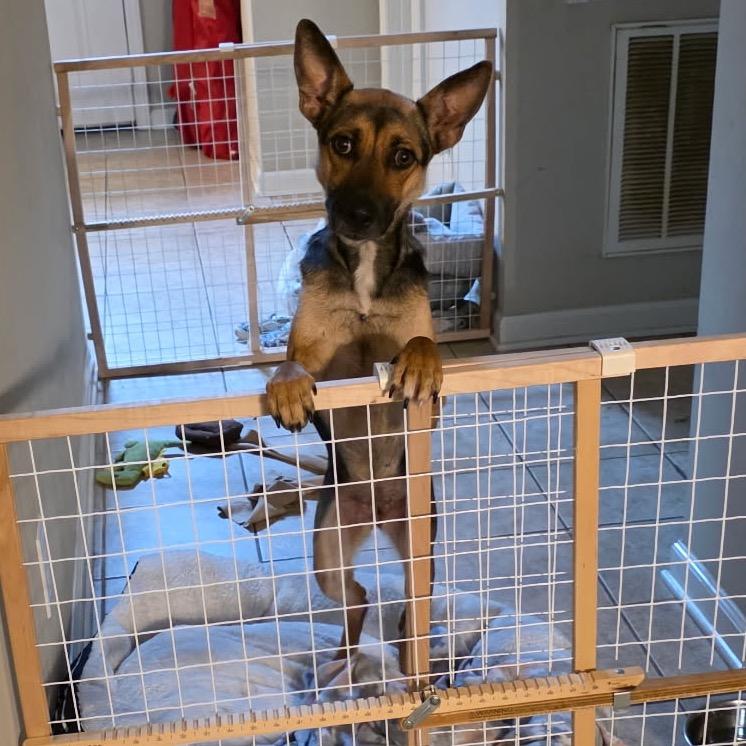 Enlarge Gloria, a Adoptable mixed breed in Brownsboro, AL image 2/4