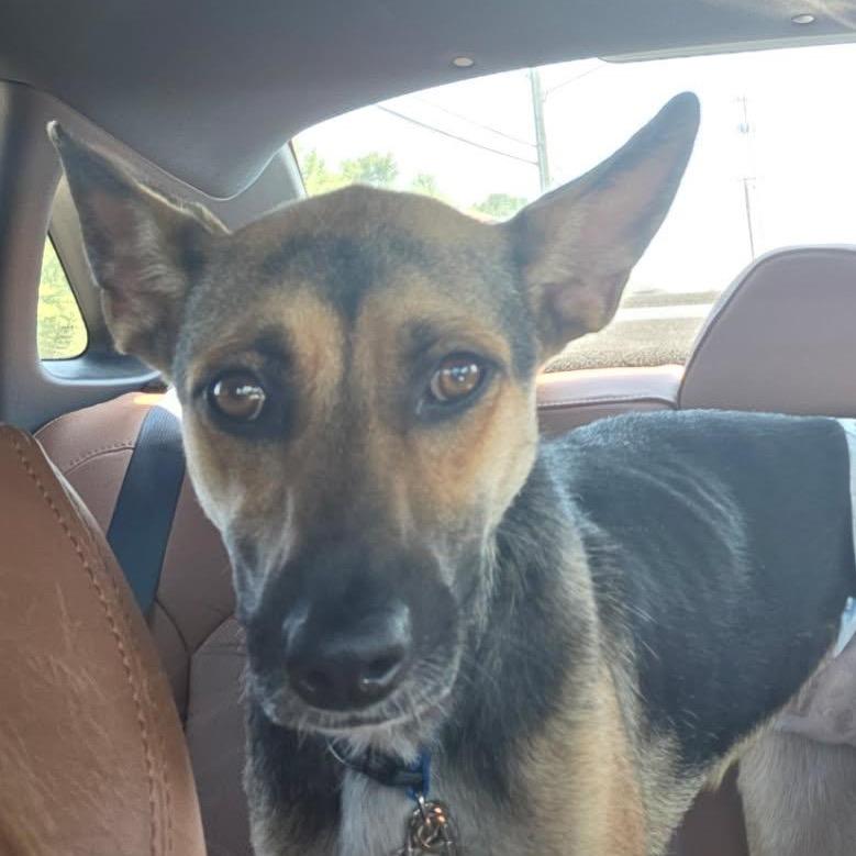 Enlarge Gloria, a Adoptable mixed breed in Brownsboro, AL image 3/4