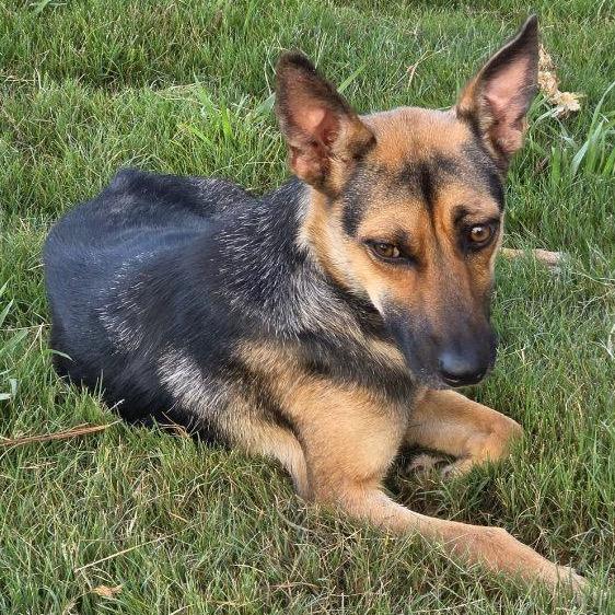 Enlarge Gloria, a Adoptable mixed breed in Brownsboro, AL image 4/4