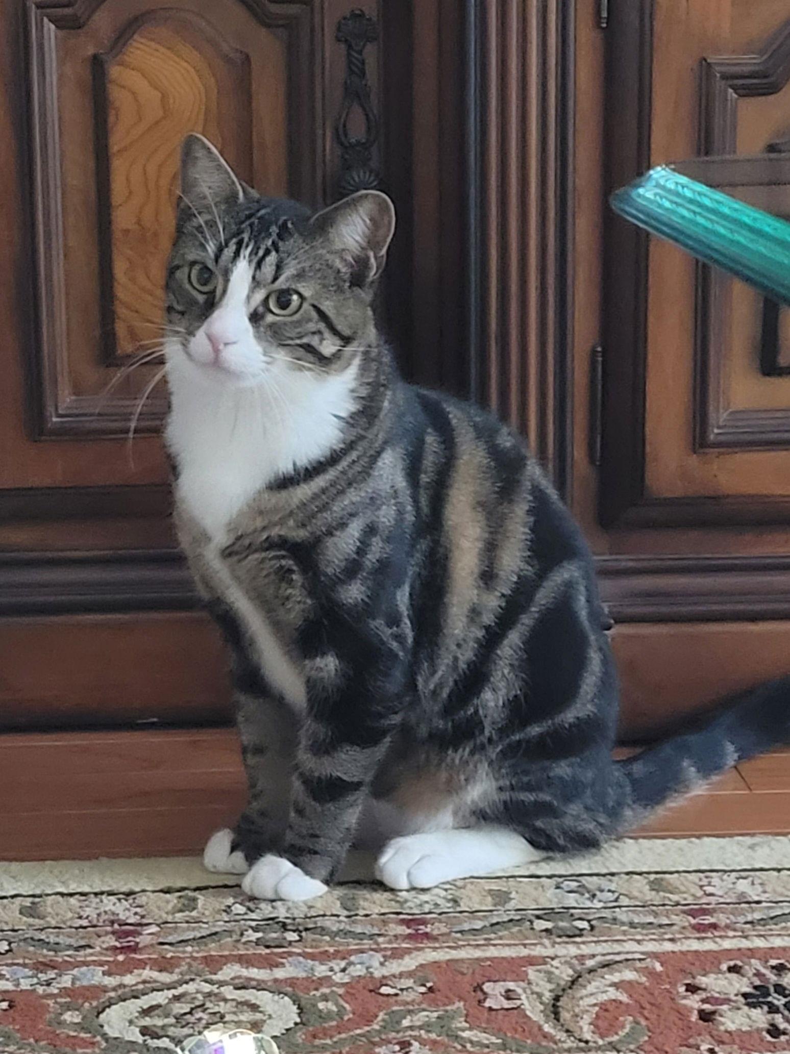 Enlarge Disco, a Adoptable Domestic Short Hair in Sanford, FL image 1/3