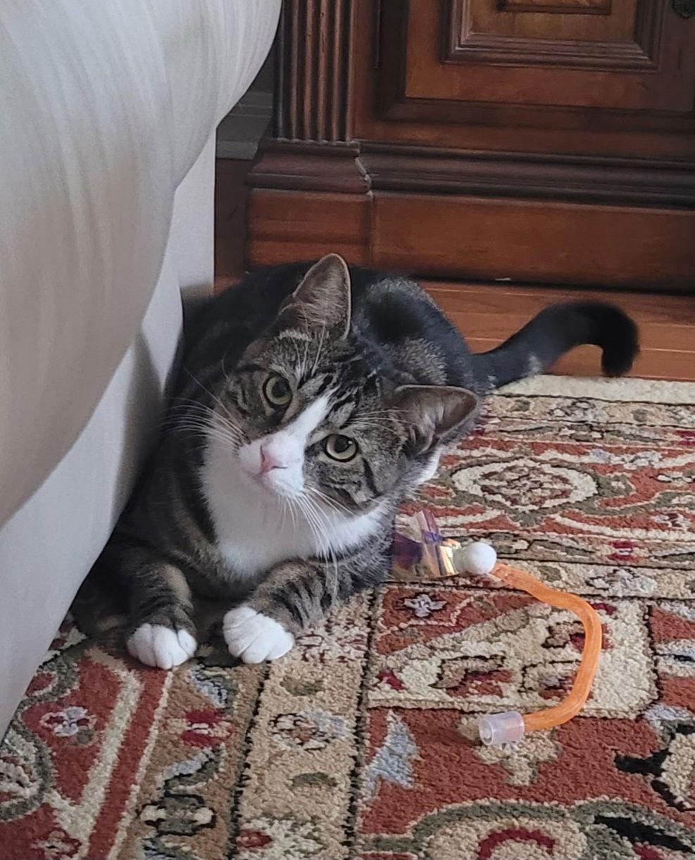 Enlarge Disco, a Adoptable Domestic Short Hair in Sanford, FL image 2/3