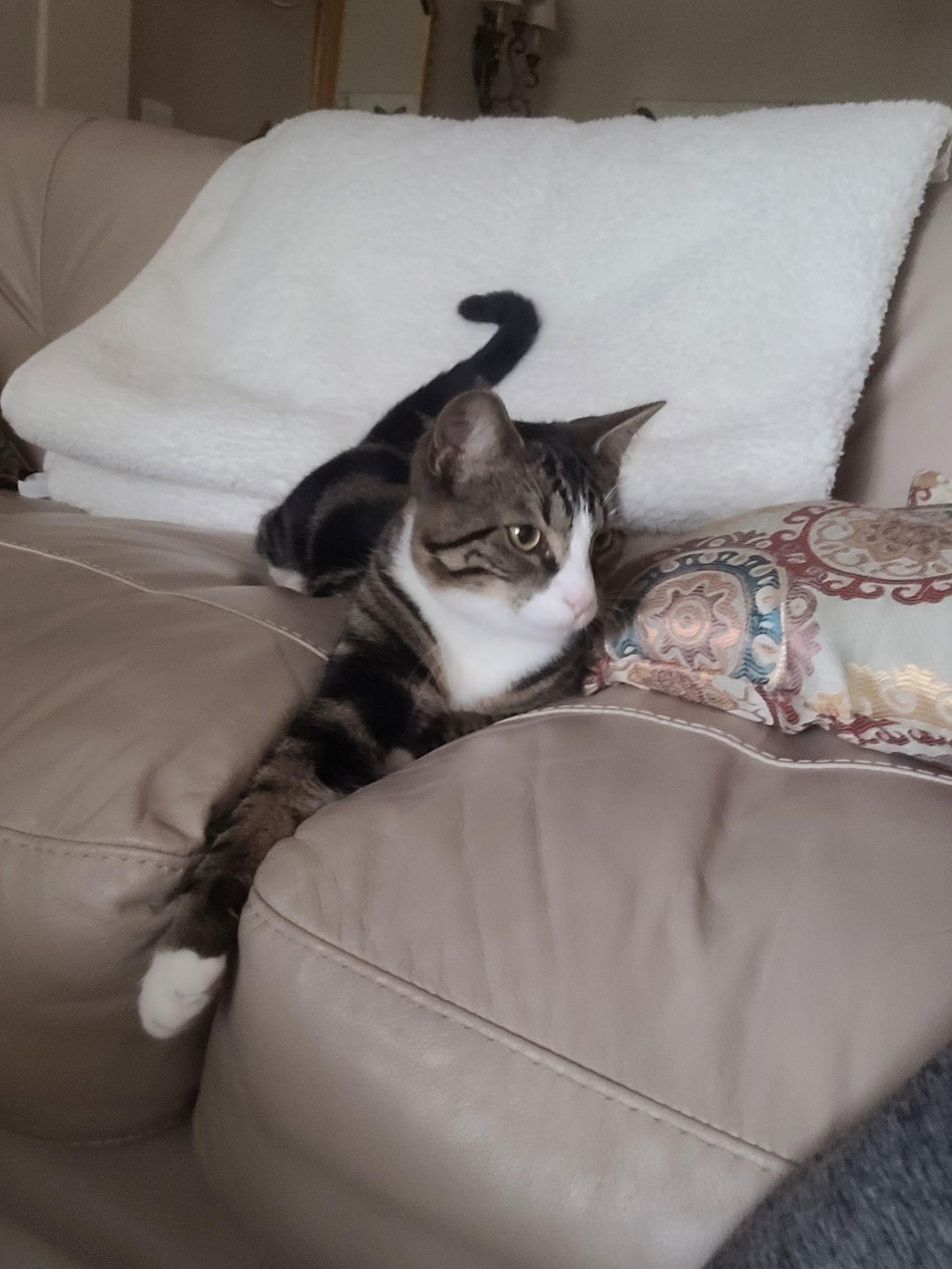 Enlarge Disco, a Adoptable Domestic Short Hair in Sanford, FL image 3/3