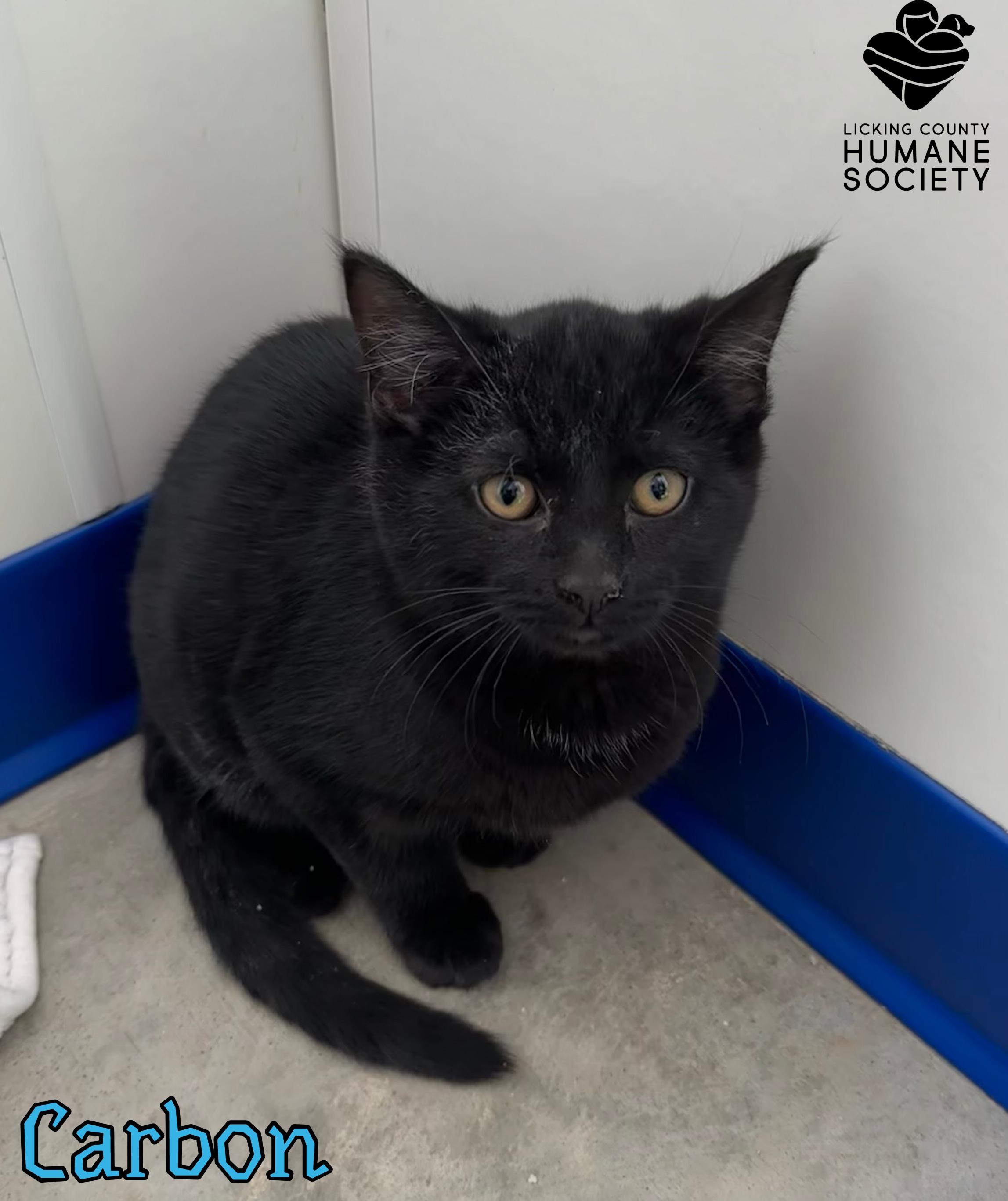 Enlarge Carbon, a Adoptable mixed breed in Heath, OH image 1/1