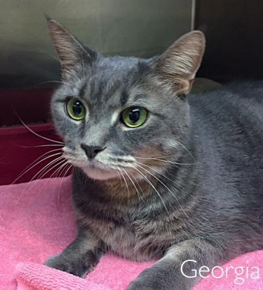 Georgia, a Adoptable Domestic Short Hair in Annapolis, MD image 6/8