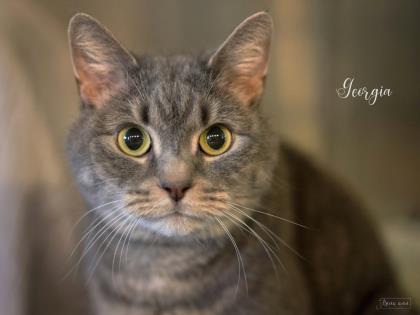 Georgia, a Adoptable Domestic Short Hair in Annapolis, MD image 1/8