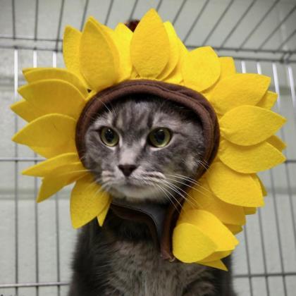 Enlarge Georgia, a Adoptable Domestic Short Hair in Annapolis, MD image 7/8