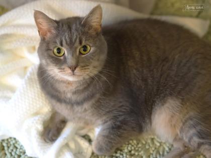 Enlarge Georgia, a Adoptable Domestic Short Hair in Annapolis, MD image 8/8