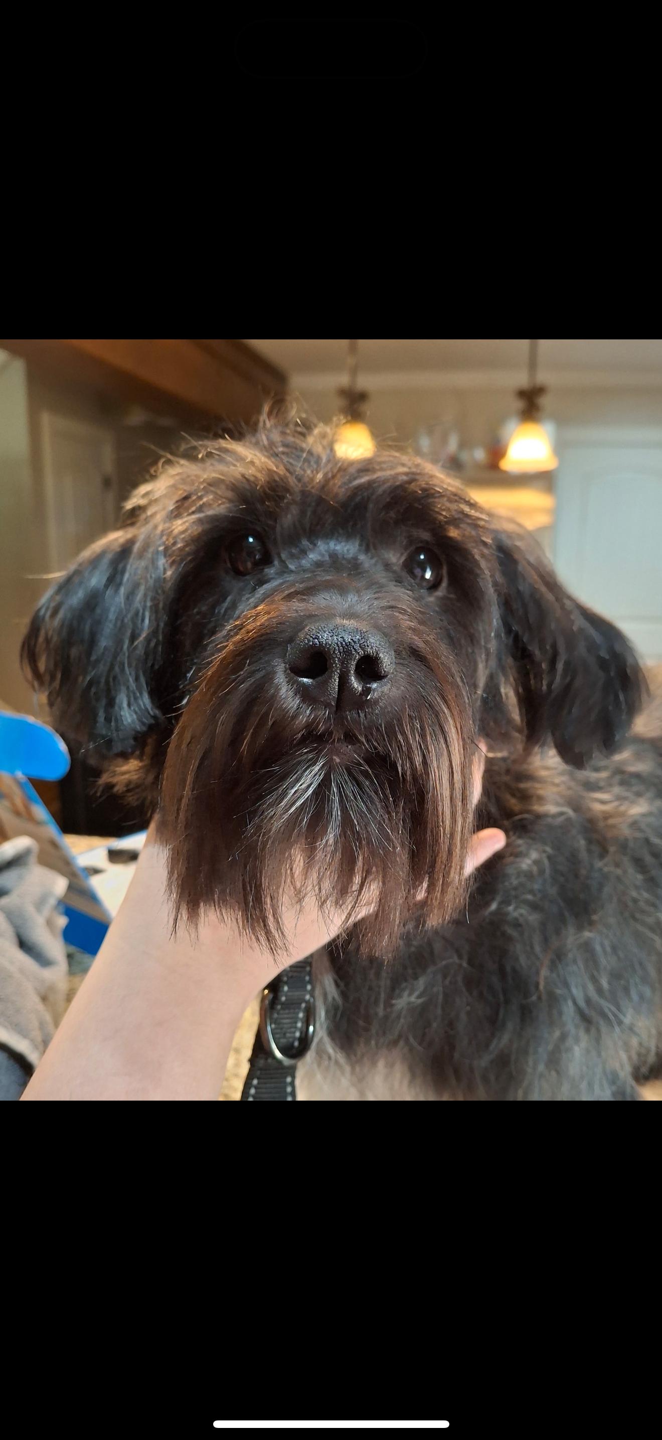 Elsie, Adopted, Young Female Miniature Schnauzer.
