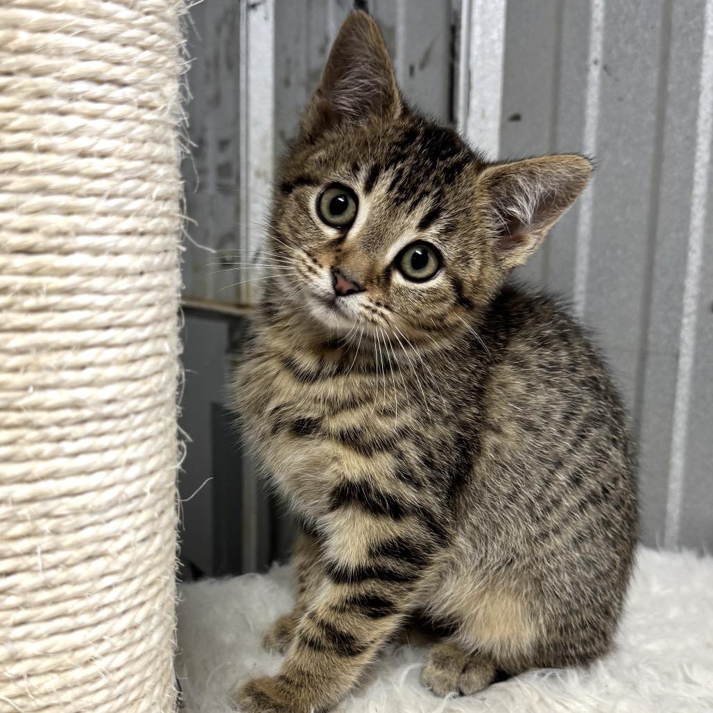 Enlarge Keen, a Adoptable Domestic Short Hair in Pinson, TN image 1/4