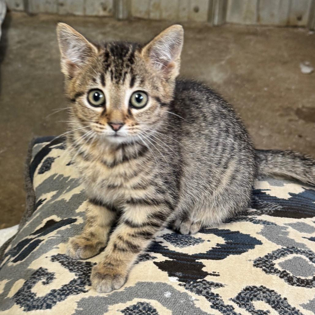 Enlarge Keen, a Adoptable Domestic Short Hair in Pinson, TN image 2/4
